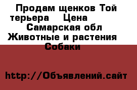 Продам щенков Той-терьера. › Цена ­ 6 000 - Самарская обл. Животные и растения » Собаки   